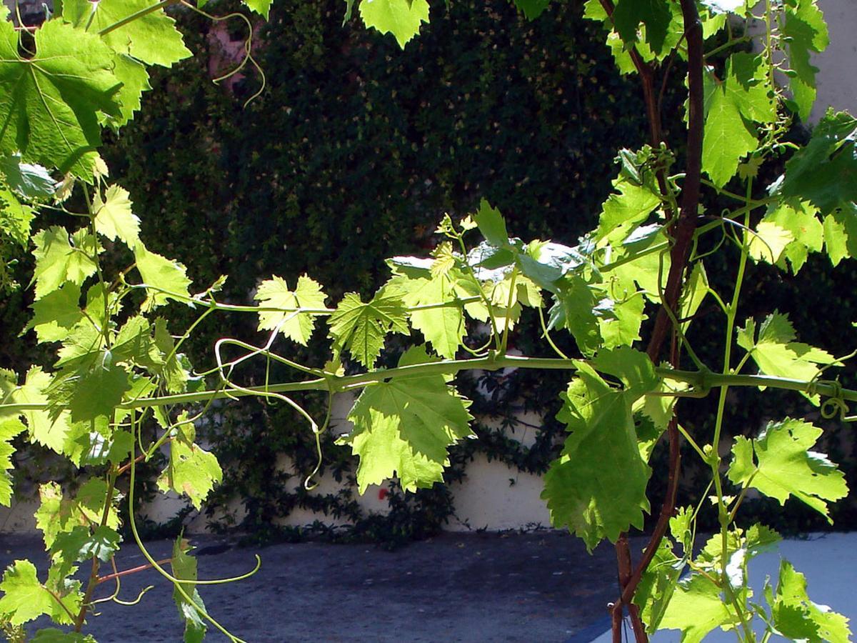 Le Clos Chez Michel Монпелие Екстериор снимка